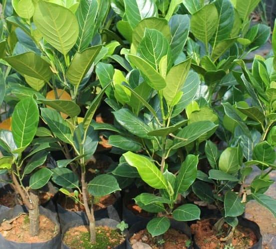 Vietnam Super Early Grafted Live Jack Fruit Plant - Red