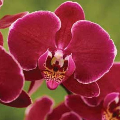 Phalaenopsis Showbiz Blues - Blooming Size