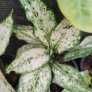 Aglaonema Snow White