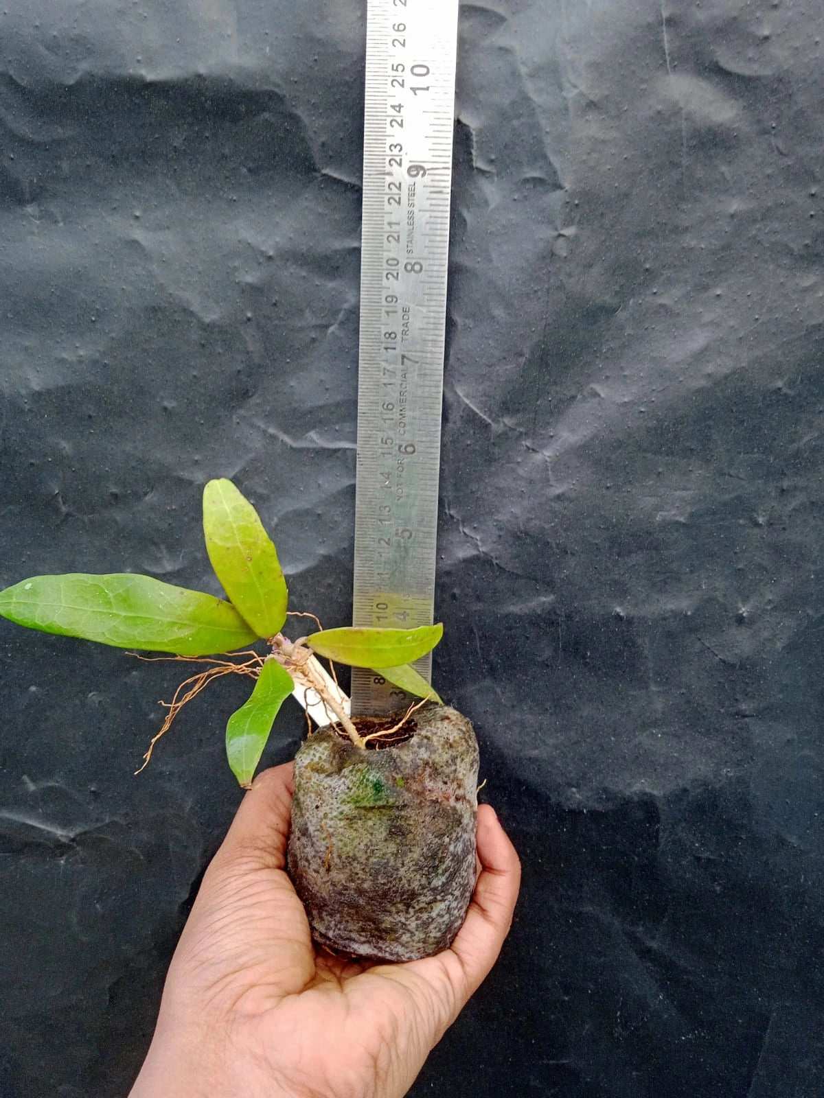 Hoya SP Bogor