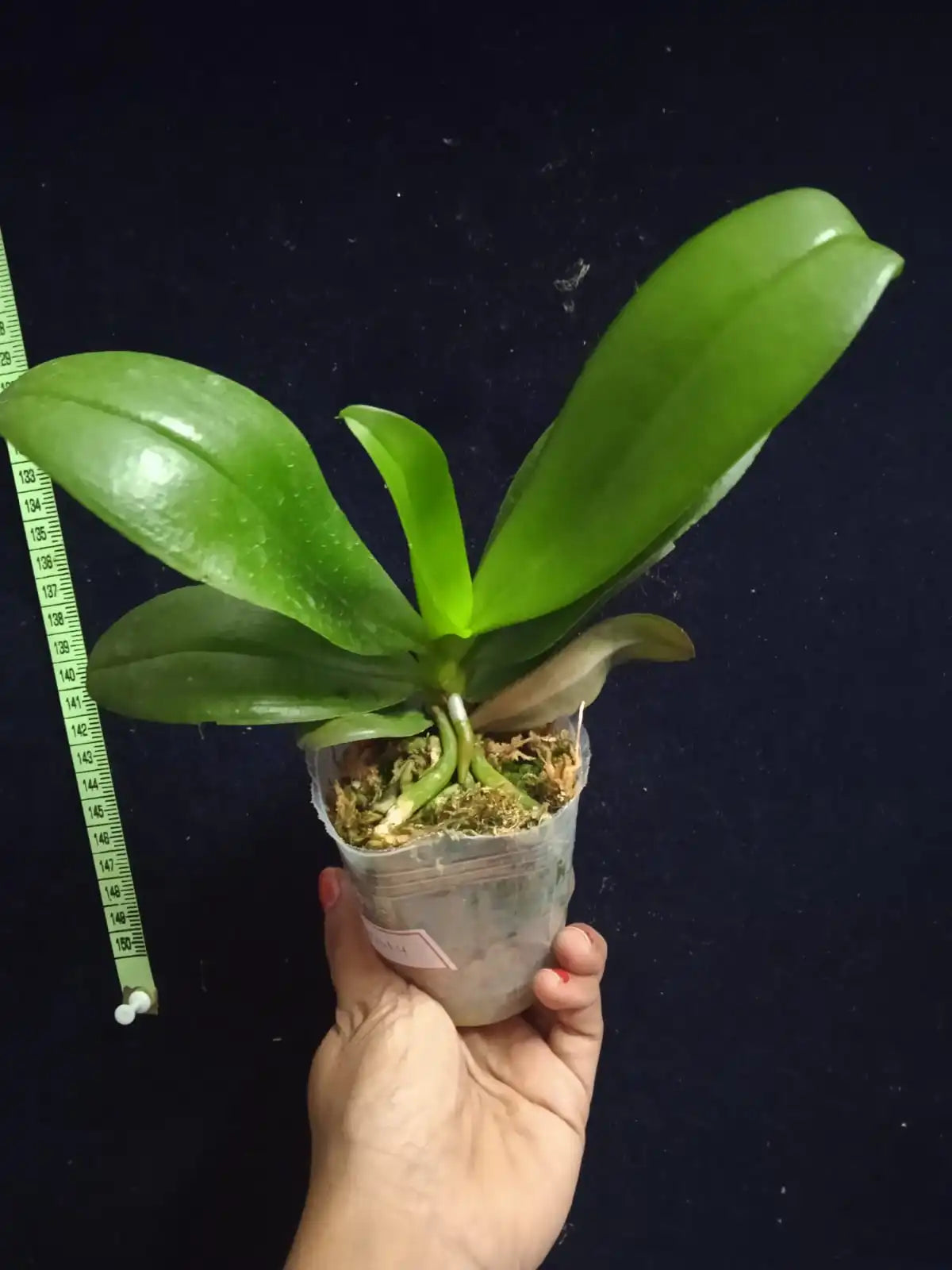 Phalaenopsis Sunset Beauty - Blooming Size