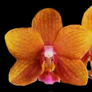 Phalaenopsis Sunset Beauty - Blooming Size