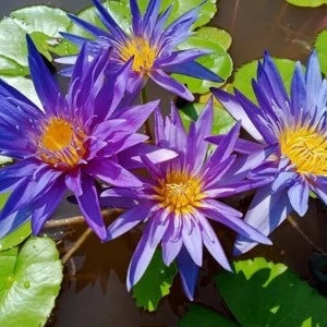 Nymphaea Blue Whistle Water Lilly