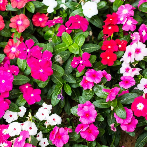 How to Grow Vinca Magic Carpet Plant from Seeds