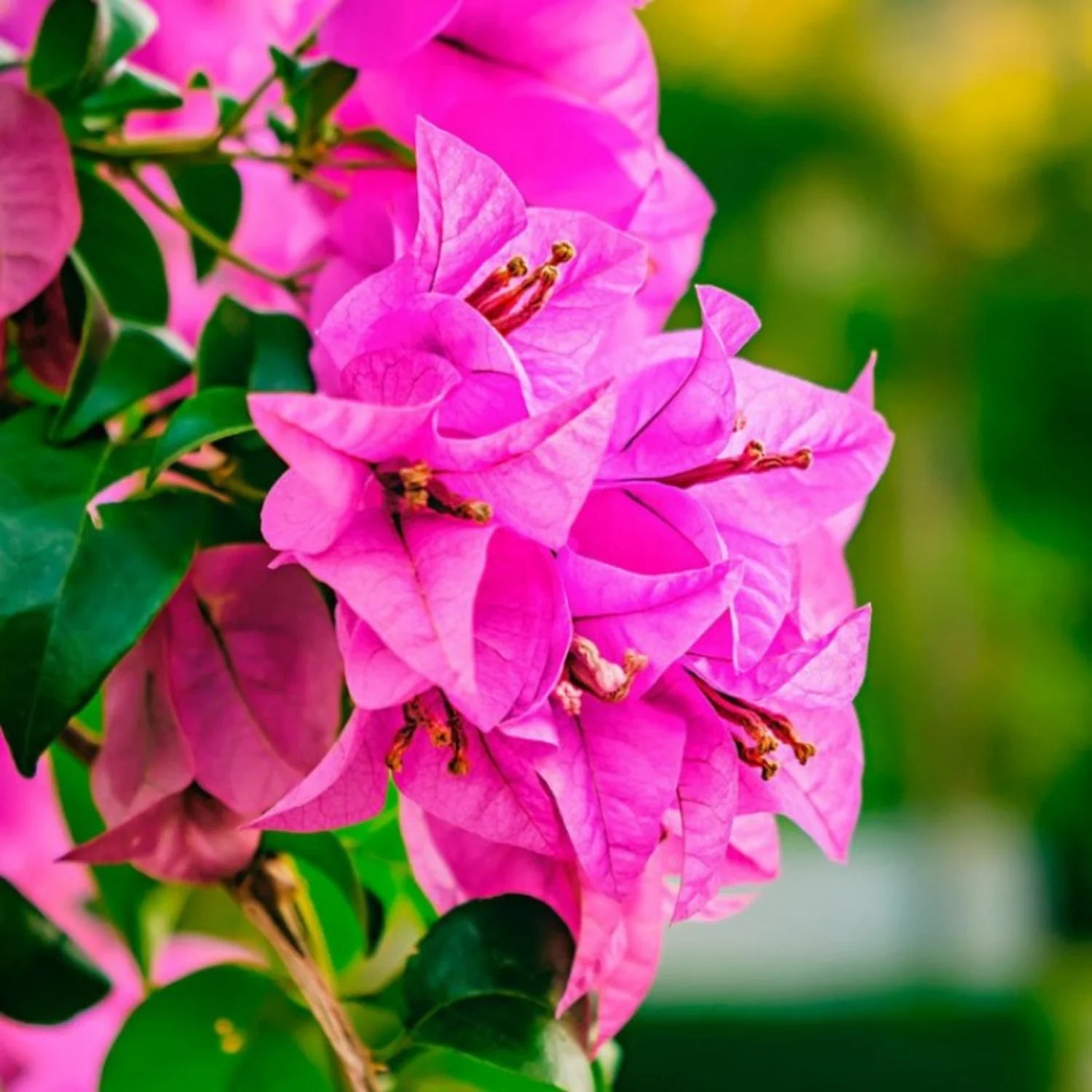 Bougainvilleas