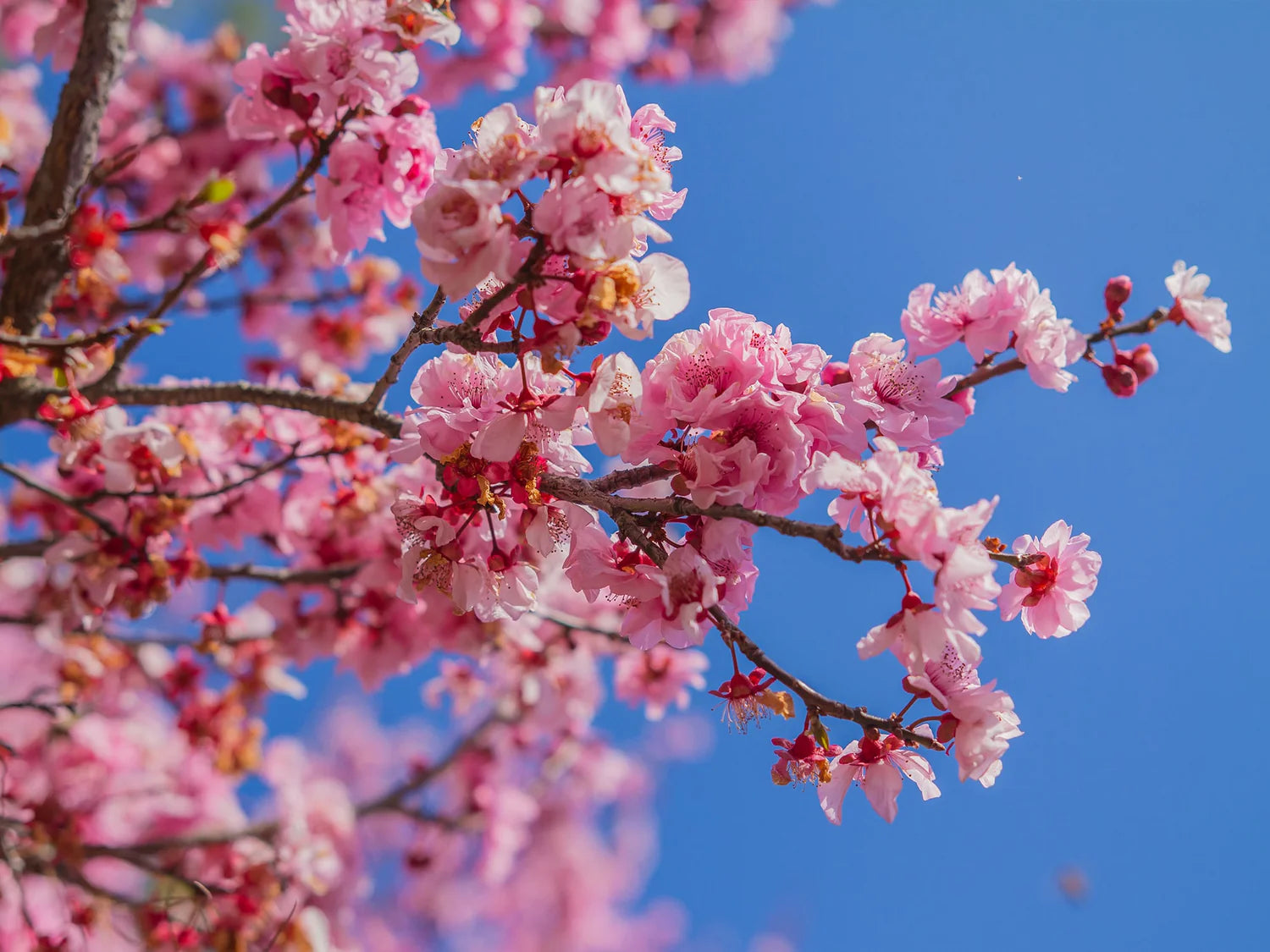 Rare Flowering Plants