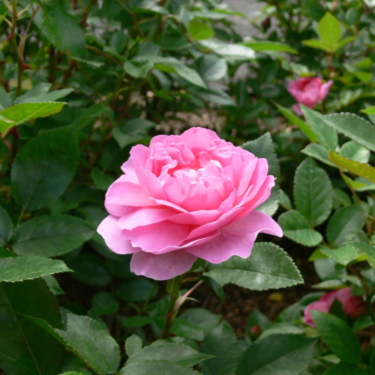 Rose Plants