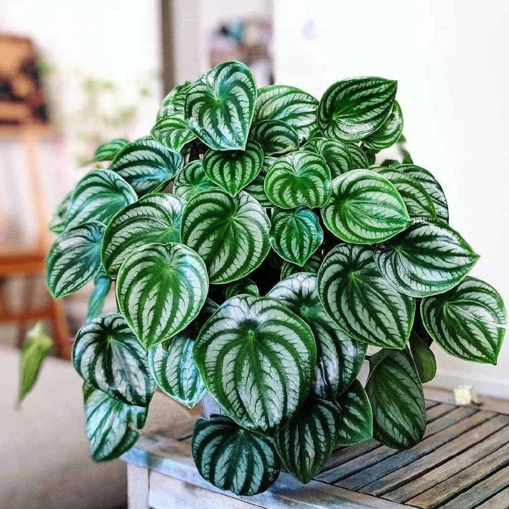 Indoor Plants