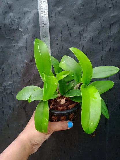 Cattleya Violacea Var Alba