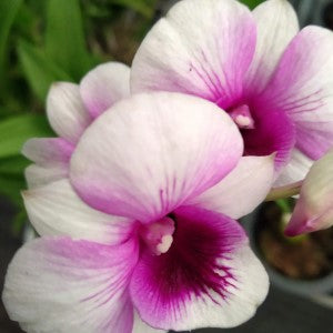 Dendrobium Mini Kaido Compactum (Big Size Seedling)