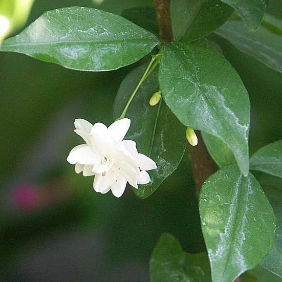 Water Jasmine Double Petal Highly Fragrant Flowering Rare Live Plant - Green Leaves
