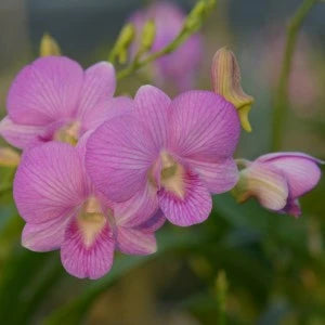 Dendrobium Pink Stripe (Extra Big Size Seedling)