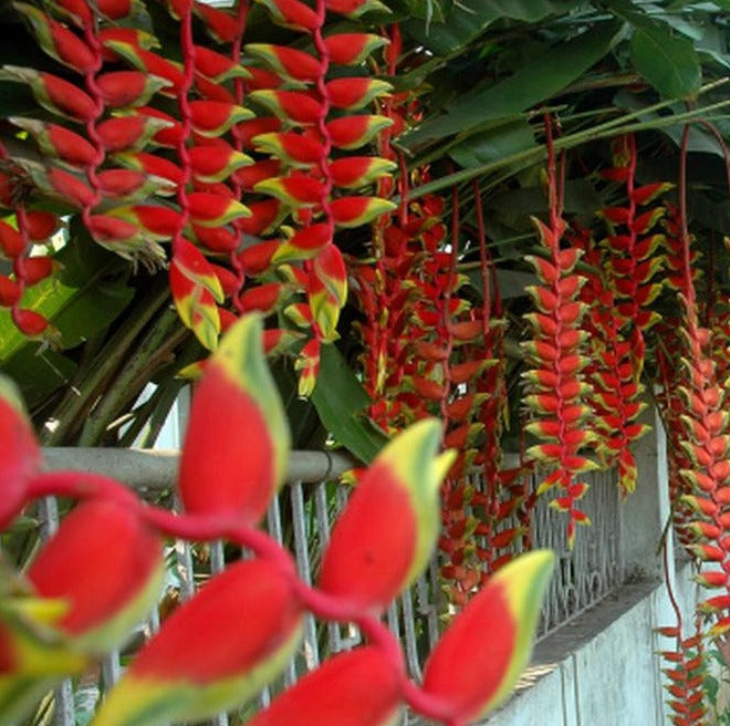 Heliconia Rostrata Flowering Live Plant