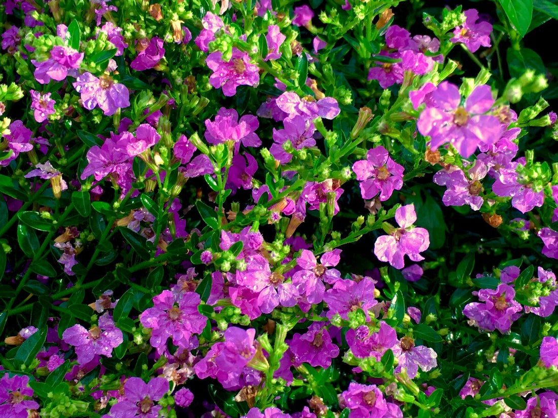 Cuphea Pink (Mexican Heather) Rare All Time Flowering Live Plant