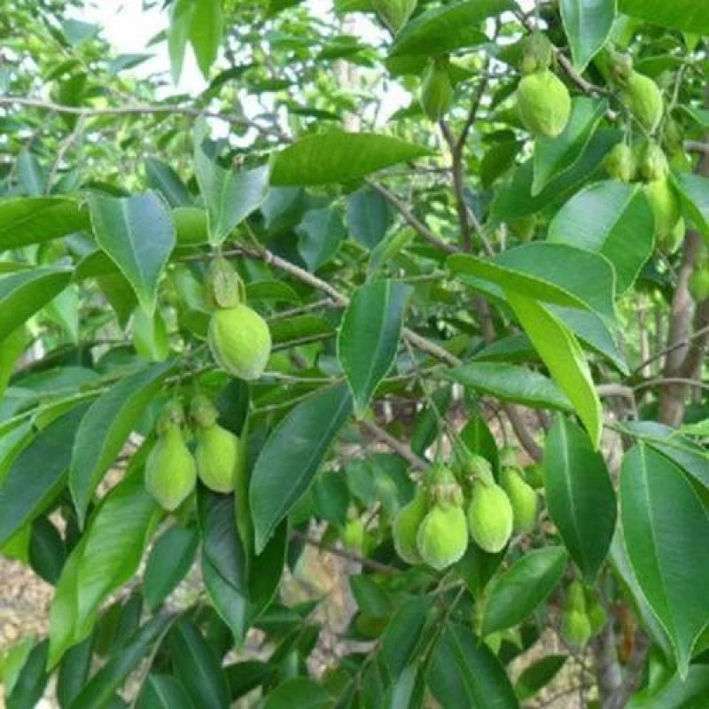 Agarwood (Oud,Oodh) Perfume Tree Live Plant