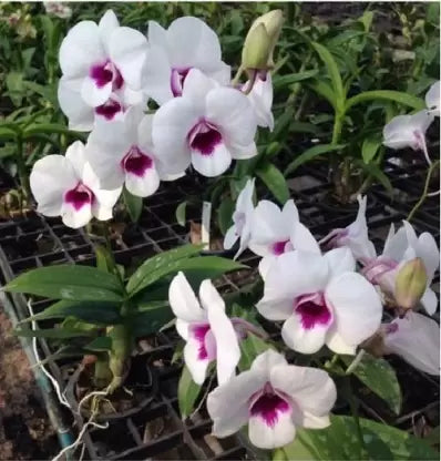 Dendrobium White Red Lip (Extra Big Size Seedling)