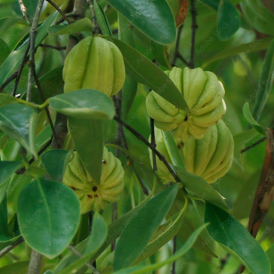 Malabar Tamarind / Kudampuli (Garcinia cambogia) Grafted Live Plant