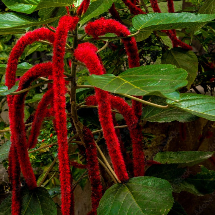 Monkey Tail (Acalypha hispida) Flowering Live Plant