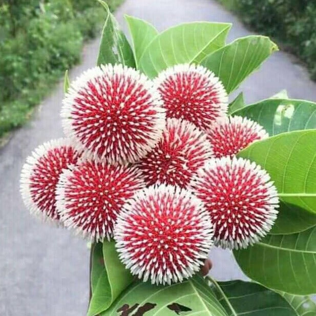 Red Kadamb (Neolamarckia cadamba) Flowering Live Plant
