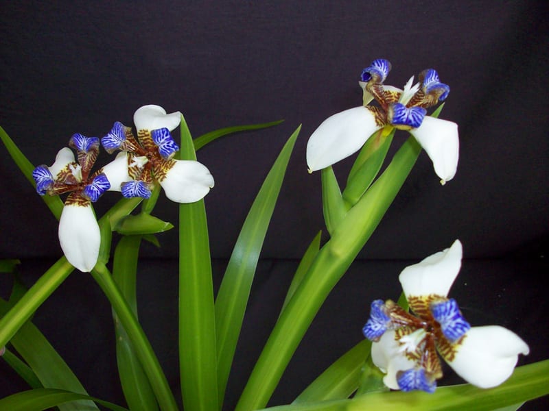 White Walking Iris Flowering Live Plant