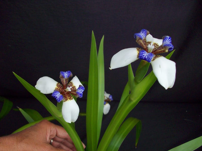 White Walking Iris Flowering Live Plant