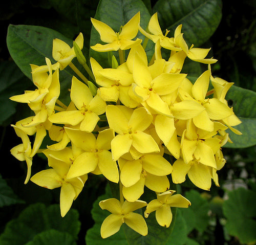 Dwarf Ixora Yellow All Time Flowering Live Plant