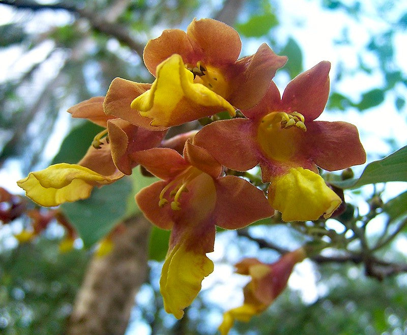 Gamhar Tree (Gmelina arborea) Live Plant