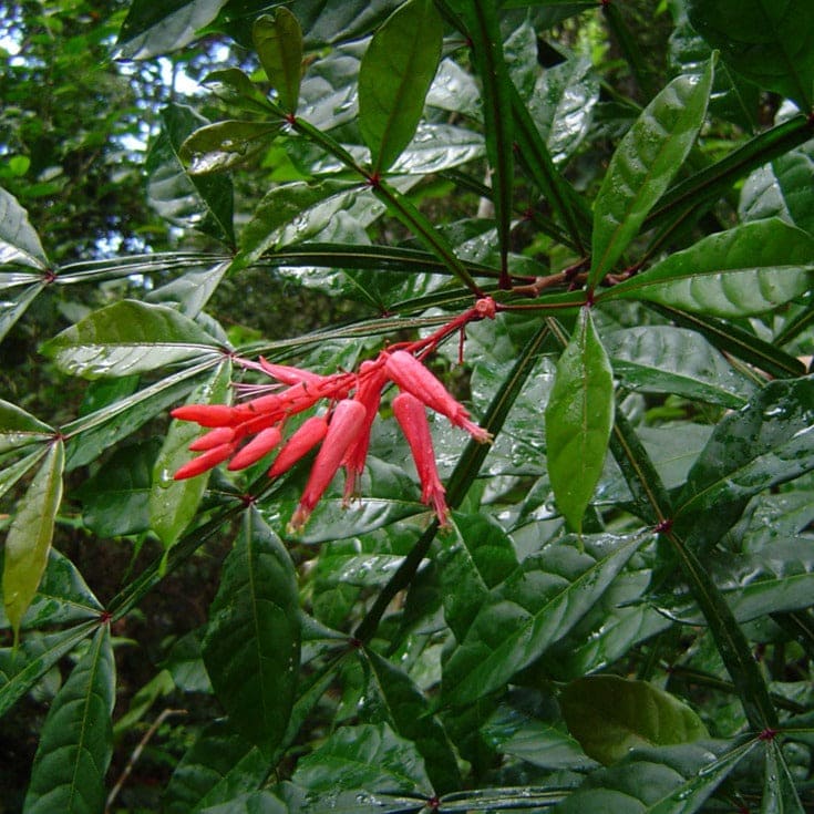 Quassia Amara All Time Flowering Live Plant