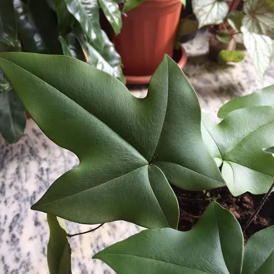 Duck Foot Fern (Doryopteris Ludens) Indoor / Outdoor Live Plant