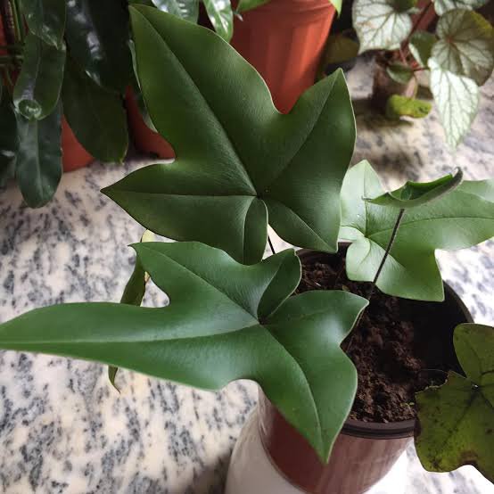 Duck Foot Fern (Doryopteris Ludens) Indoor / Outdoor Live Plant