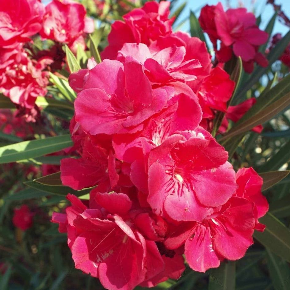 Arali Red Multi Petal (Nerium oleander) Rare All Time Flowering Live Plant