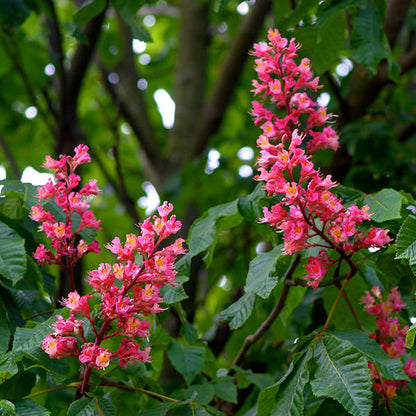 Red Horse-Chestnut Tree (Aesculus x carnea) Rare Live Plant