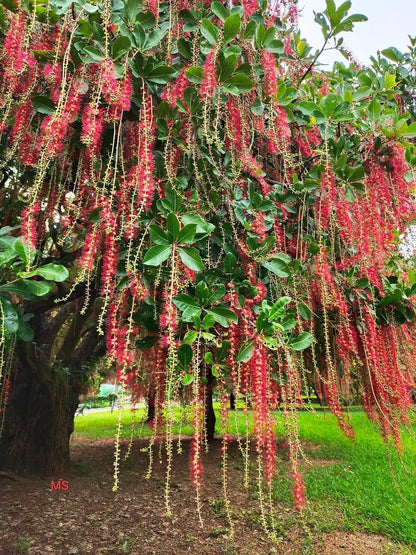 Barringtonia Acutangula Indian Oak Tree (Red Flower) Plant