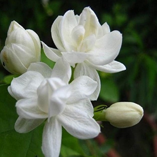 Jasmine Multi Petal Highly Fragrant All Time Flowering Rare Live Plant