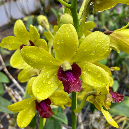 Dendrobium 5 Colour Combo - Popeye Red, TG Blue, Big White, Yellow Red Lip, New Burana