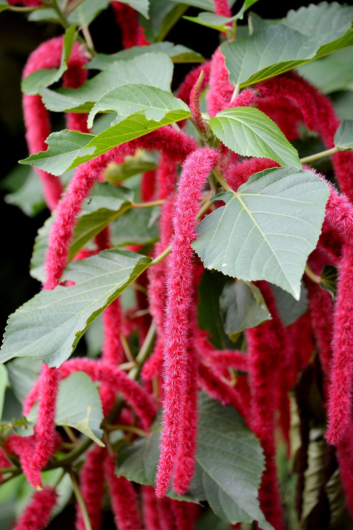 Monkey Tail (Acalypha hispida) Flowering Live Plant