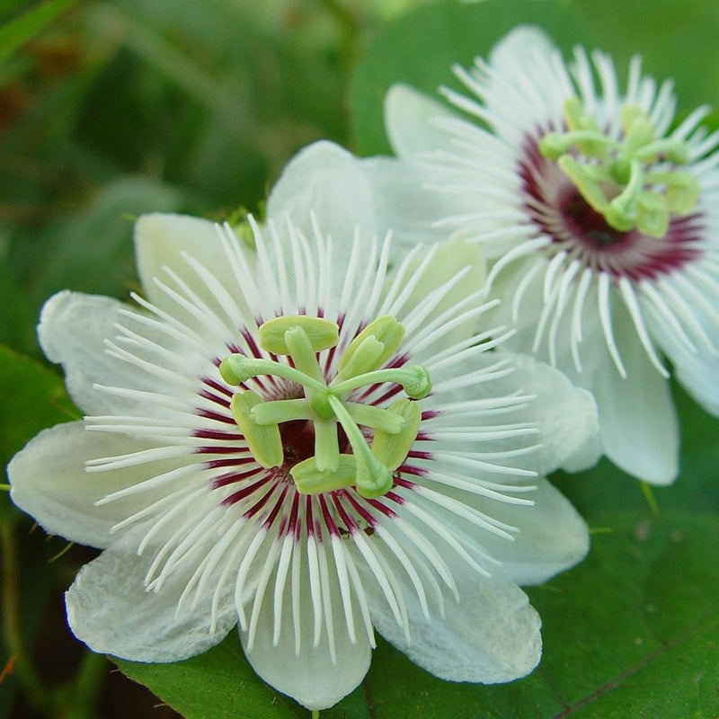 Passiflora Caerulea (Krishna Kamal) White Flowering Live Plant