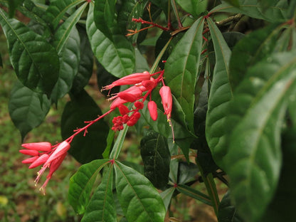 Quassia Amara All Time Flowering Live Plant