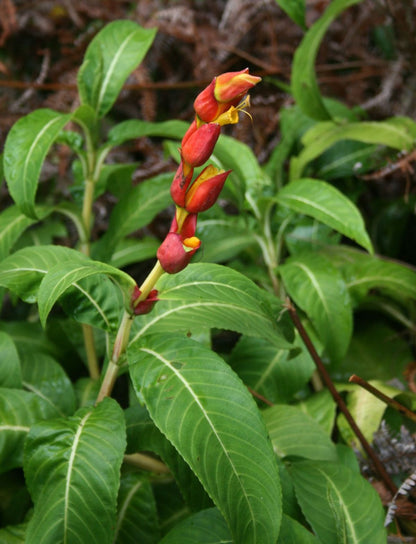 Sanchezia Speciosa Rare All Time Flowering Live Plant