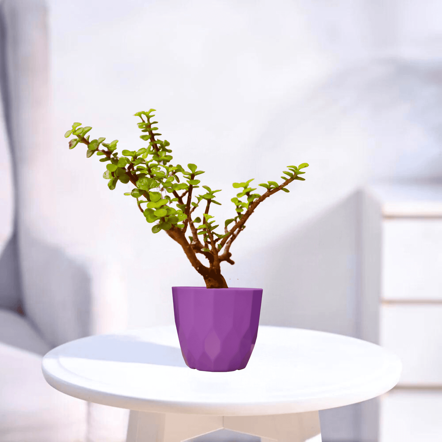 Mini Jade | Indoor Plant