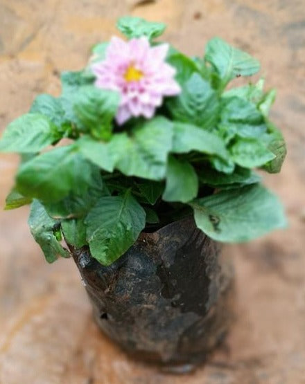 Light Pink Dahlia Flowering Live Plant