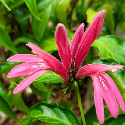 Duck Foot (Justicia brasiliana) Rare All Time Flowering Live Plant