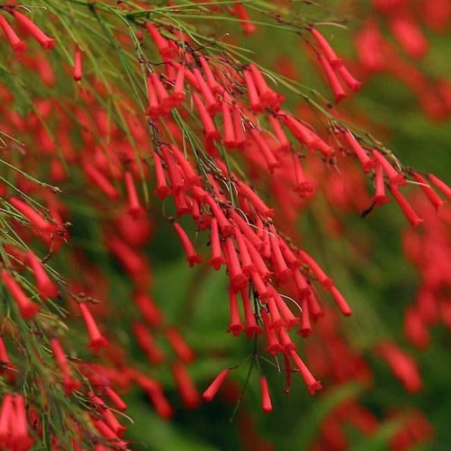 Red Firecracker (Russelia equisetiformis) Flowering Live Plant