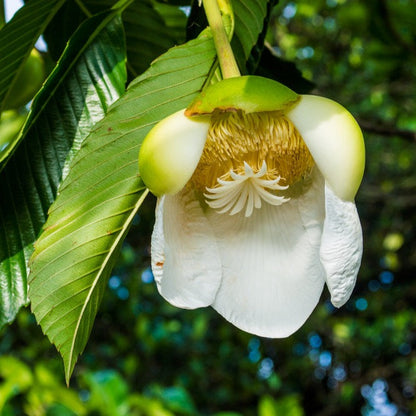 Elephant Apple Tree (Dillenia indica) Live Plant