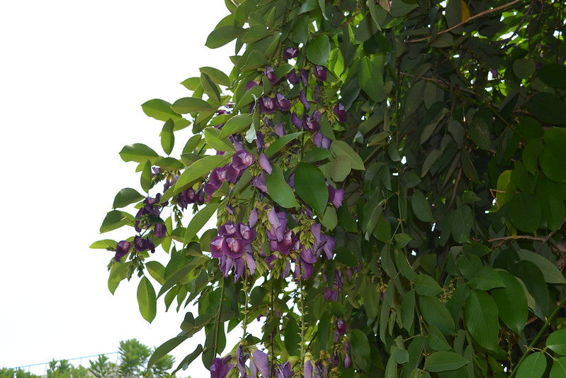 Butterfly Pea Tree (Clitoria arborea) Rare Live Plant