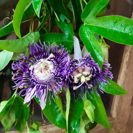 Passiflora Purple (Krishna Kamal) Flowering Live Plant