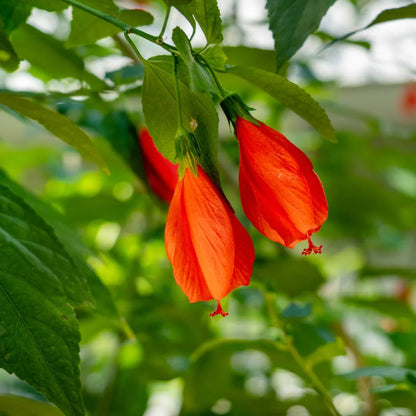 Sleeping Hibiscus Red (Malvaviscus) Flowering Live Plant