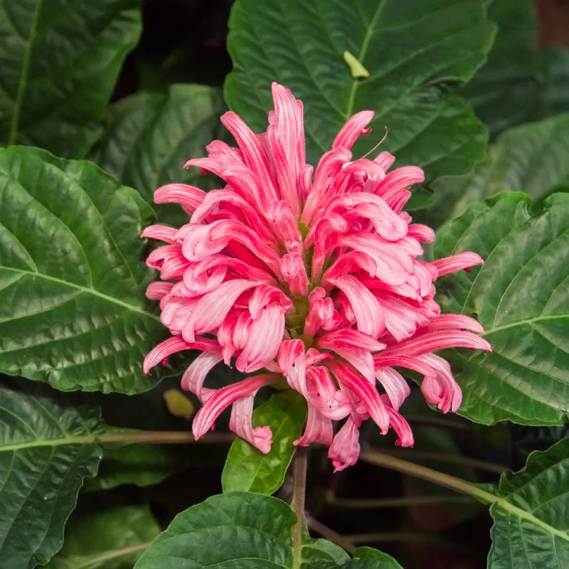 Jacobina Pink All Time Flowering Live Plant