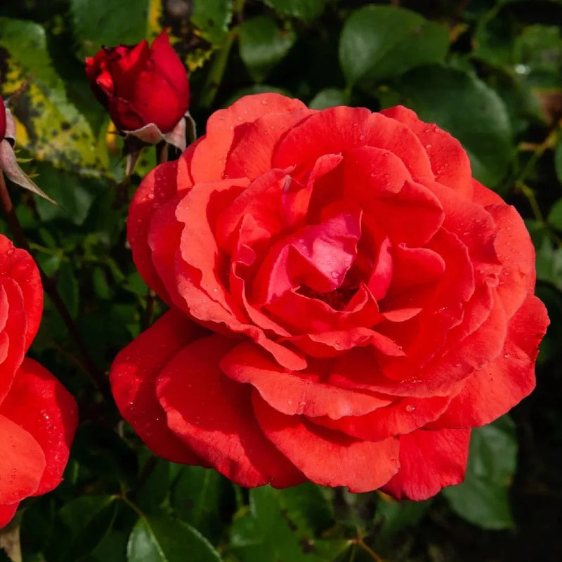 Fragrant Don Juan Red Creeper/Climber Rose Rare Live Plant