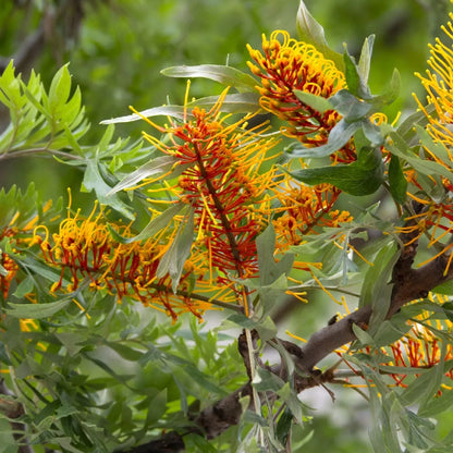 Silk Oak Tree (Grevillea robusta) Live Plant